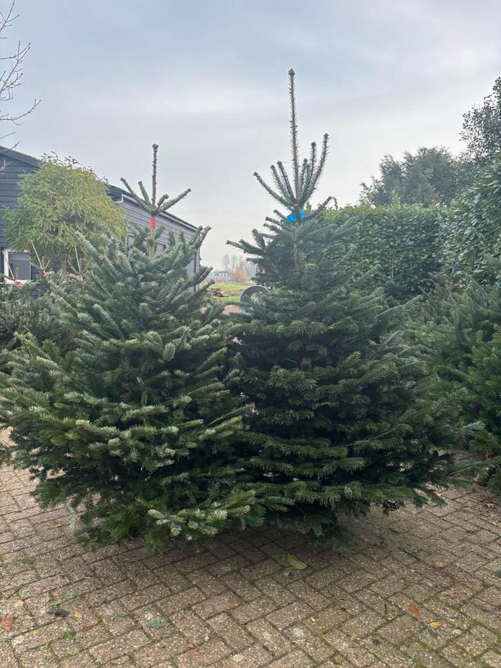 Nordmann Kerstbomen 1.75-2.50m & Kleine Boompjes in Pot, Tuin en Terras, Planten | Bomen, Overige soorten, 100 tot 250 cm, In pot