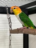 Groendij Caique man 2024, Dieren en Toebehoren, Vogels | Parkieten en Papegaaien, Mannelijk, Papegaai, Geringd