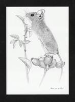 Veldmuis Knaagdier Rozenbottel Pentekening, Hinke v.d. Meer., Verzamelen, Ansichtkaarten | Dieren, Ophalen of Verzenden, 1980 tot heden