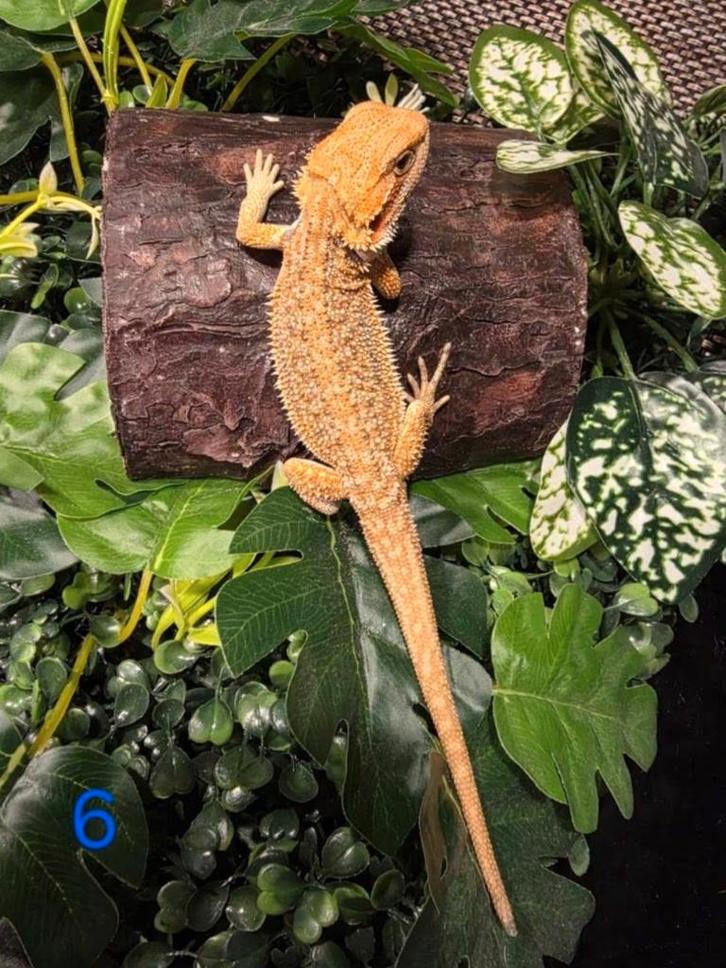 Baardagaam hypo zand/orange