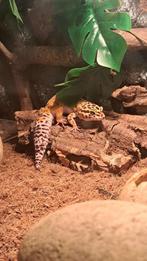 Luipaard gekko