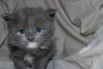 Maine coon kittens., Dieren en Toebehoren, Meerdere dieren, Ontwormd