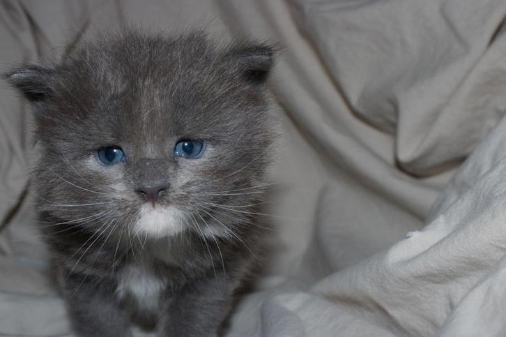 Maine coon kittens., Dieren en Toebehoren, Katten en Kittens | Raskatten | Langhaar, Meerdere dieren, Ontwormd