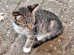 4 jonge kittens 11 weken oud, Dieren en Toebehoren, Katten en Kittens | Overige Katten, Meerdere dieren, Kortharig, 0 tot 2 jaar