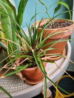 2 bromelia, Huis en Inrichting, Kamerplanten, Ophalen of Verzenden, Halfschaduw, Minder dan 100 cm