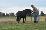 Bekapper pony, instructeur, grondwerk les, Guasha massage, Gedragstraining