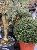 Ilex bollen 80 cm doorsnede van sublime kwalitet nu 129,00, Tuin en Terras, Vaste plant, Bloeit niet, Halfschaduw, Ophalen