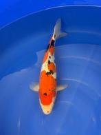 Tateshita Doitsu Showa, Dieren en Toebehoren, Karper of Koi
