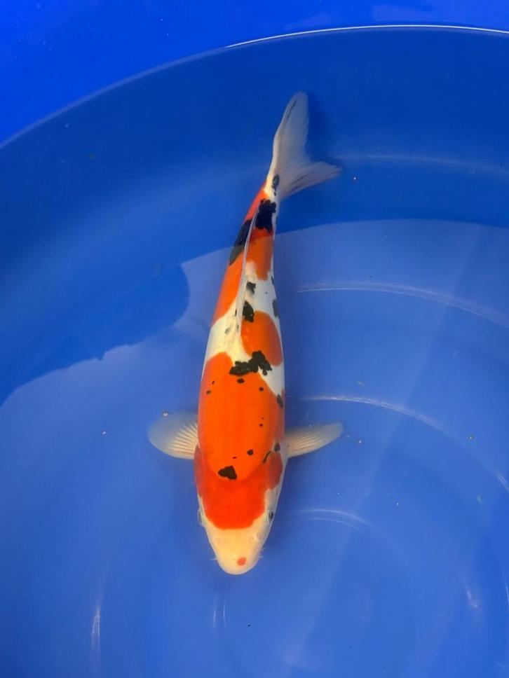Tateshita Doitsu Showa, Dieren en Toebehoren, Vissen | Vijvervissen, Karper of Koi