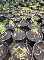 albizia julibrissin perzische slaapboom, Tuin en Terras, Planten | Bomen, Ophalen, Volle zon, Overige soorten