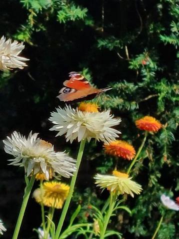 diverse 1-jarige planten beschikbaar voor biedingen