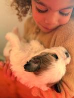 Maltezer leeuwtje x boomer pups, Dieren en Toebehoren, 8 tot 15 weken, CDV (hondenziekte), Meerdere, Meerdere dieren