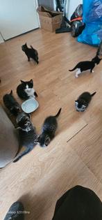 Mooie kittens, Dieren en Toebehoren, Katten en Kittens | Overige Katten