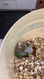 Te koop een jonge pyrrhura, Dieren en Toebehoren, Vogels | Parkieten en Papegaaien