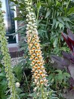 Digitalis ferruginea zaden, Ophalen of Verzenden, Voorjaar, Volle zon, Zaad
