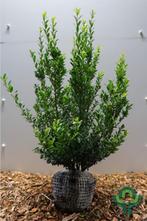 HAAG Ilex maximowicziana kanehirae Japanse hulst wintergroen, Overige soorten, Vaste plant, Ophalen of Verzenden, Bloeit niet