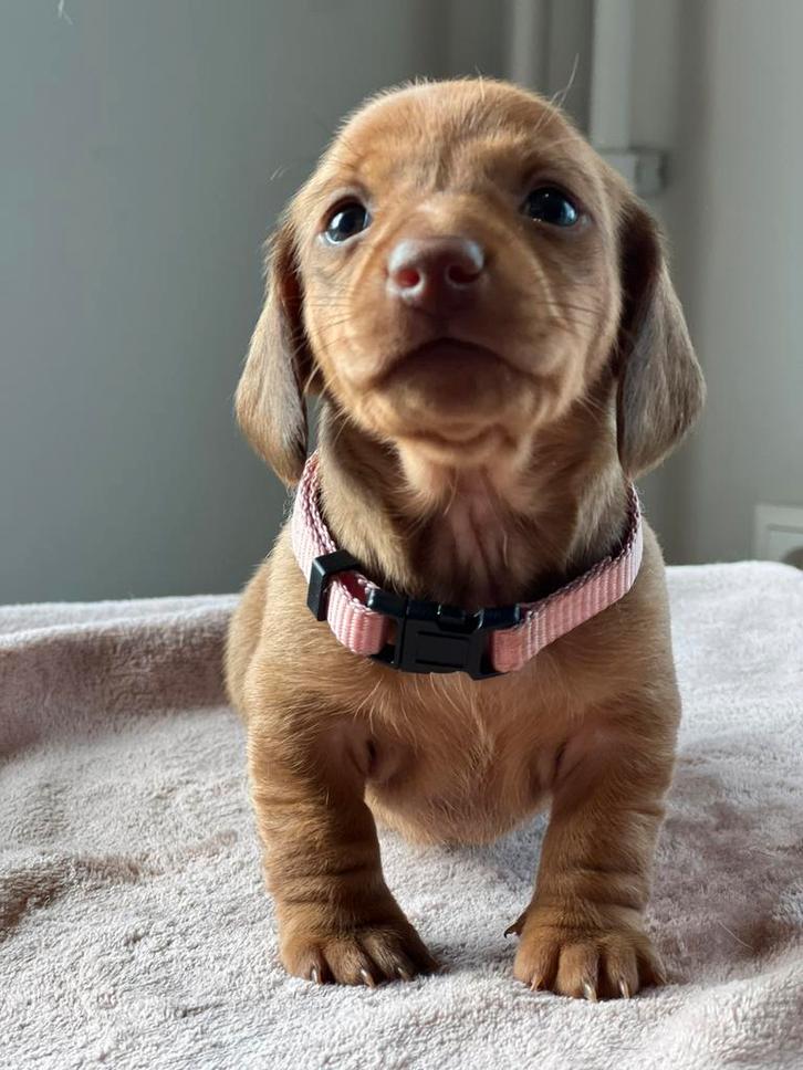 Prachtige Teckel pups, Dieren en Toebehoren, Honden | Teckels en Dashonden, Meerdere dieren, Korthaar, Dwerg, Particulier, Meerdere