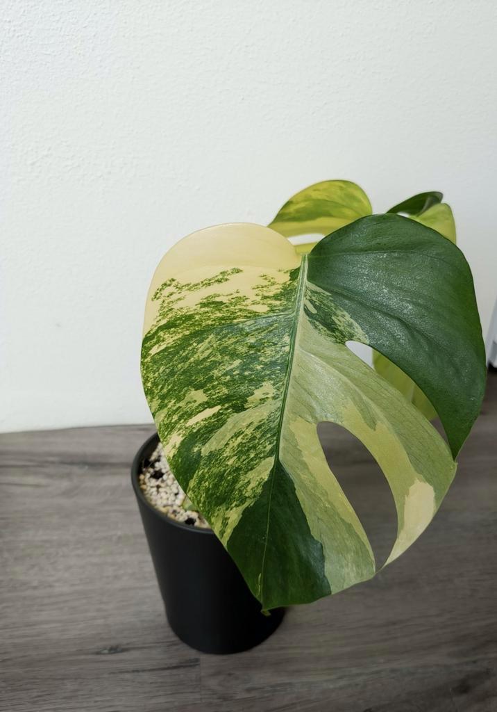 ( 2 ) Monstera aurea lime borsigiana variegata mint  plant, Huis en Inrichting, Kamerplanten, Minder dan 100 cm, Halfschaduw, Ophalen of Verzenden