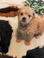 Coming soon! Maltipoo pups 5 weken oud., Dieren en Toebehoren, CDV (hondenziekte), 8 tot 15 weken, Meerdere, Meerdere dieren