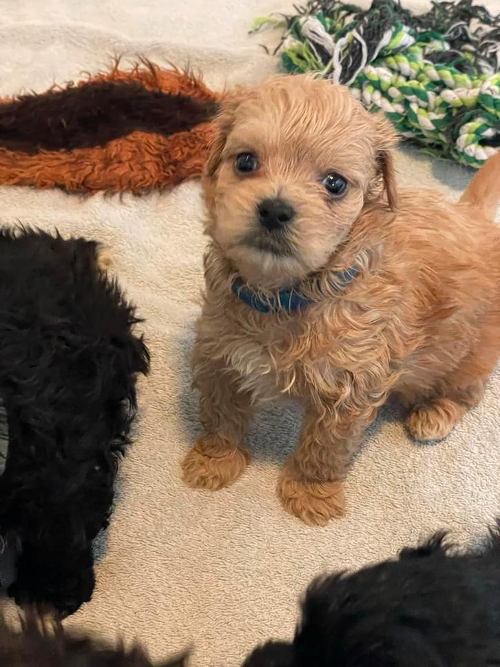 Coming soon! Maltipoo pups 5 weken oud., Dieren en Toebehoren, Honden | Niet-rashonden, Klein, Meerdere dieren, Particulier, Meerdere