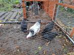 Wyandotte kriel kippen + haan, Dieren en Toebehoren, Pluimvee, Meerdere dieren, Kip