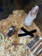 Baby goudhamster, Hamster, Mannelijk, Mei, Tam