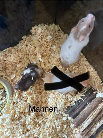 Baby goudhamster beschikbaar voor biedingen
