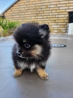 Mini bearface pommeriaan pup - Reutje, Dieren en Toebehoren, Rabiës (hondsdolheid), 8 tot 15 weken, Eén hond, Nederland