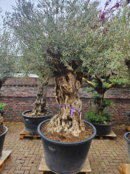 KORTING IN HET HEMELVAART WEEKEND OP MEDITTERANE BOMEN, Tuin en Terras, Planten | Bomen, Olijfboom, 100 tot 250 cm, Halfschaduw
