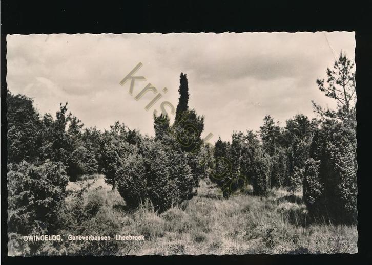 Dwingeloo - Geneverbessen  Lheebroek [KRST009-0698, Verzamelen, Ansichtkaarten | Nederland, Gelopen, Drenthe, 1960 tot 1980, Verzenden