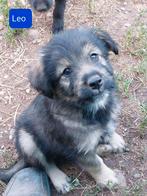 7 lieve sociale hondjes ter adoptie!, Dieren en Toebehoren, Rabiës (hondsdolheid), 15 weken tot 1 jaar, Buitenland, Meerdere