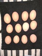 Broedeieren New Hampshire dwerghoenders, Dieren en Toebehoren, Pluimvee, Geslacht onbekend, Kip