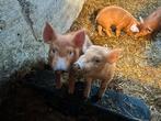 Duroc biggen, Meerdere dieren, Varken, 0 tot 2 jaar