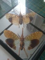 Bochelcicaden (treehoppers) in glazen spiegeldoosje, Verzamelen, Nieuw, Opgezet dier, Ophalen of Verzenden, Insect