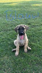 Puppy’s Boerboel + Turkse Kangal te koop, Overige rassen, Meerdere, Meerdere dieren, Nederland