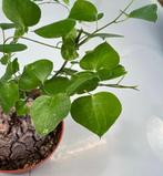 Dioscorea Montana, Minder dan 100 cm, Ophalen of Verzenden, Vetplant