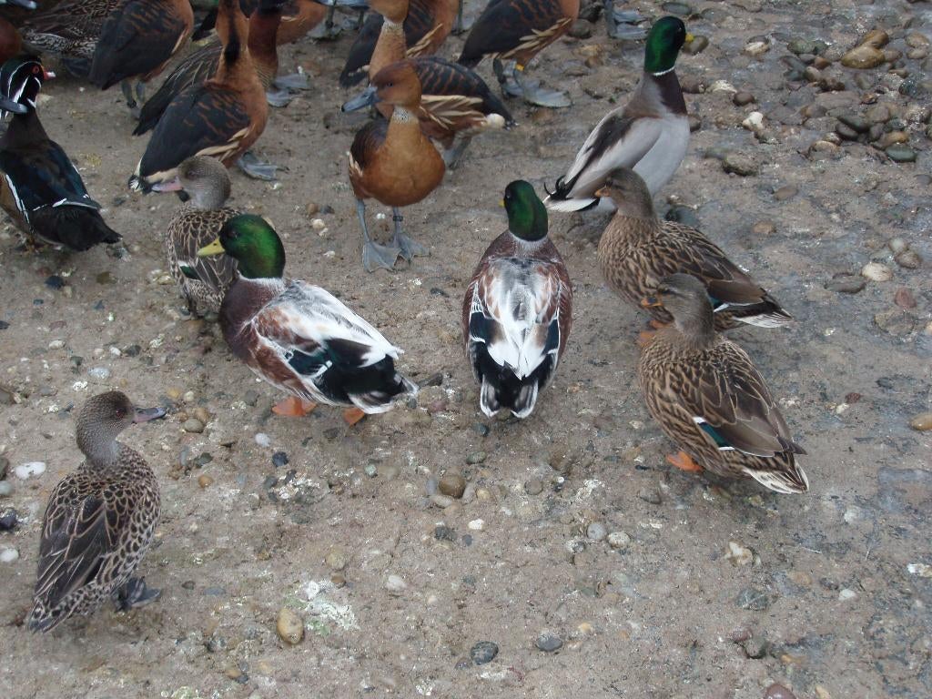 Boeren kwakertjes, Meerdere dieren, Eend