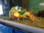 RED LONGFIN ANCISTRUS EN PLACIDOCHROMIS, Vis, Zoetwatervis
