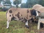 Mooie bonte rammen, Mannelijk, Schaap