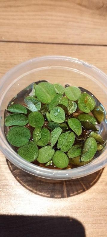 Aquarium planten, drijfplant, Salvinia nathans. beschikbaar voor biedingen