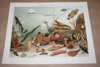 Antieke kleurenlithografie - Zee-aquarium - Circa 1900 !!, Ophalen of Verzenden