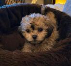Kleine Boomer, Dieren en Toebehoren, Honden | Chihuahua's en Gezelschapshonden, Overige rassen, 8 tot 15 weken, Teef, Eén hond