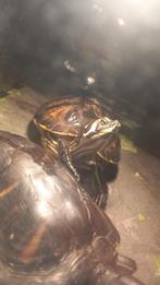 Schildpadden met toebehoren., Dieren en Toebehoren, Reptielen en Amfibieën, Schildpad
