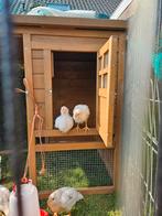 Kuikens, 2 april uitgekomen, Vrouwelijk, Kip