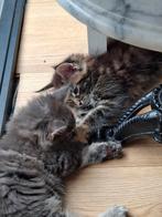 3 mooie dames Maine Coon met stamboom, Dieren en Toebehoren, Katten en Kittens | Raskatten | Langhaar, Poes, Met stamboom