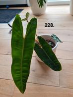 Philodendron billietiae - Zeldzame kamerplant!, Ophalen of Verzenden, Overige soorten, Minder dan 100 cm