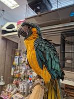 tamme blauwkeel ara pop, Dieren en Toebehoren, Vogels | Parkieten en Papegaaien, Vrouwelijk, Papegaai, Geringd