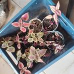 Mooie stekjes kamerplanten met wortel., Huis en Inrichting, Kamerplanten, Ophalen, Halfschaduw, Minder dan 100 cm