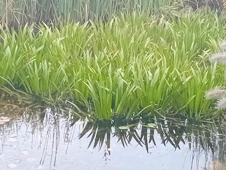 Mooie Krabbescheer, Tuin en Terras, Vijvers, Ophalen of Verzenden
