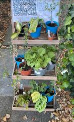 Tuin- en kamer planten - Diverse Soorten oa hoya kamperfolie, Volle zon, Eenjarig, Zomer, Ophalen